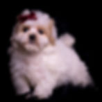 Thumbnail: Cardi 💖 F1 Maltipoo - Female