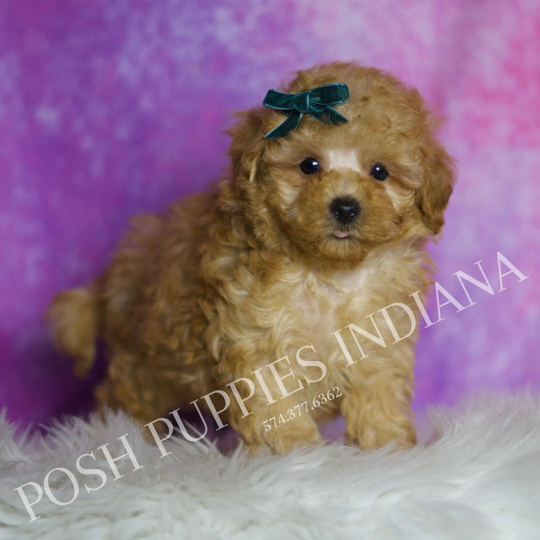 Pookie π F1 Maltipoo - Boy F1B