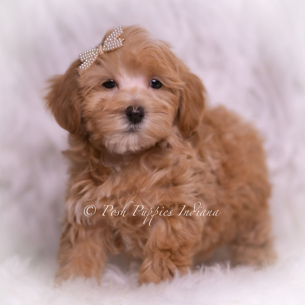 Thumbnail: Tiana 🩷 F1 Maltipoo - Female