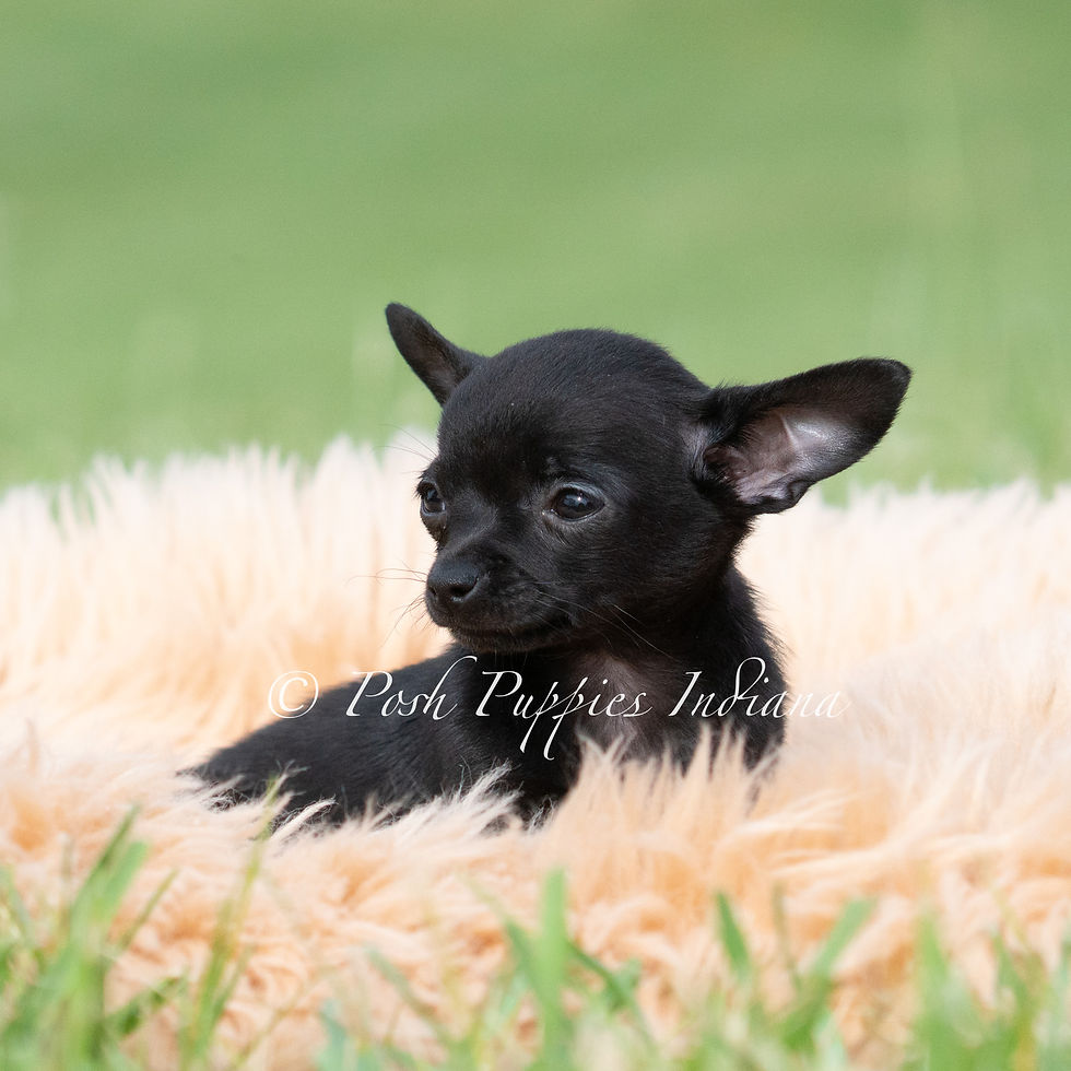 Thumbnail: Black cherry 🩷 Chihuahua - Female