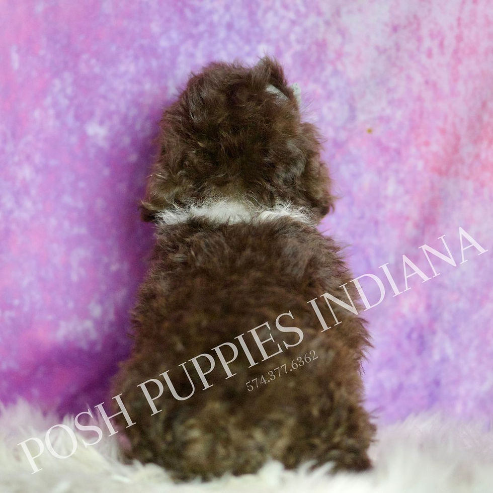 Thumbnail: Punkin 💙 AKC Toy Poodle - MALE