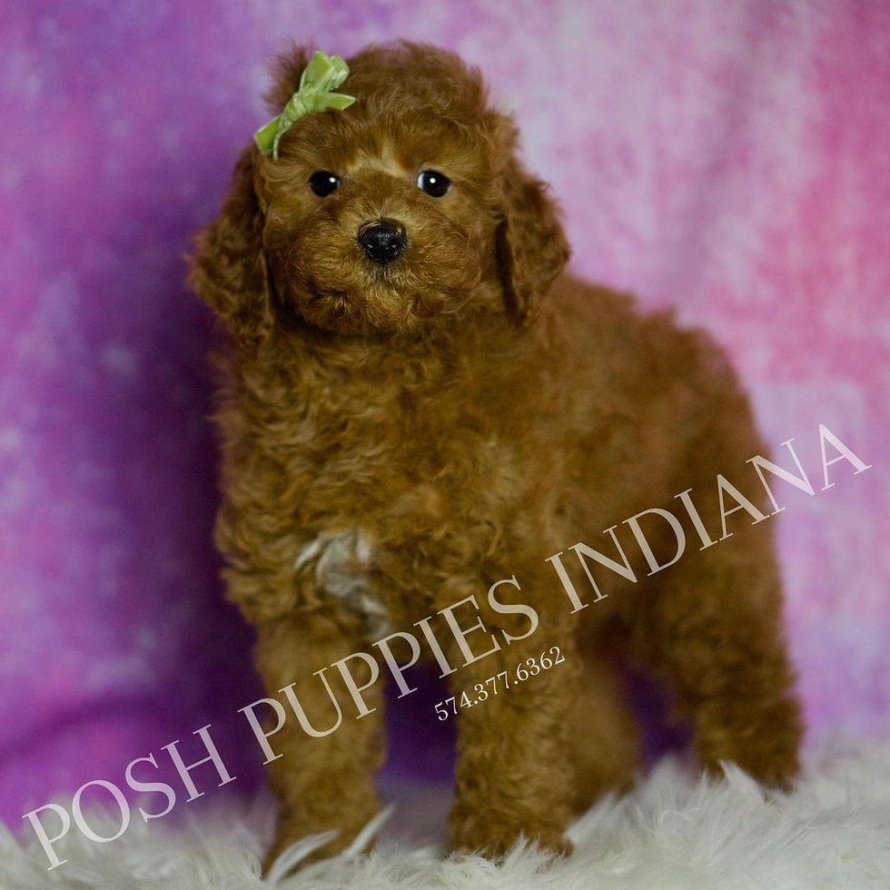 Thumbnail: Deeter 💙 F1BB Miniature Goldendoodle- Boy