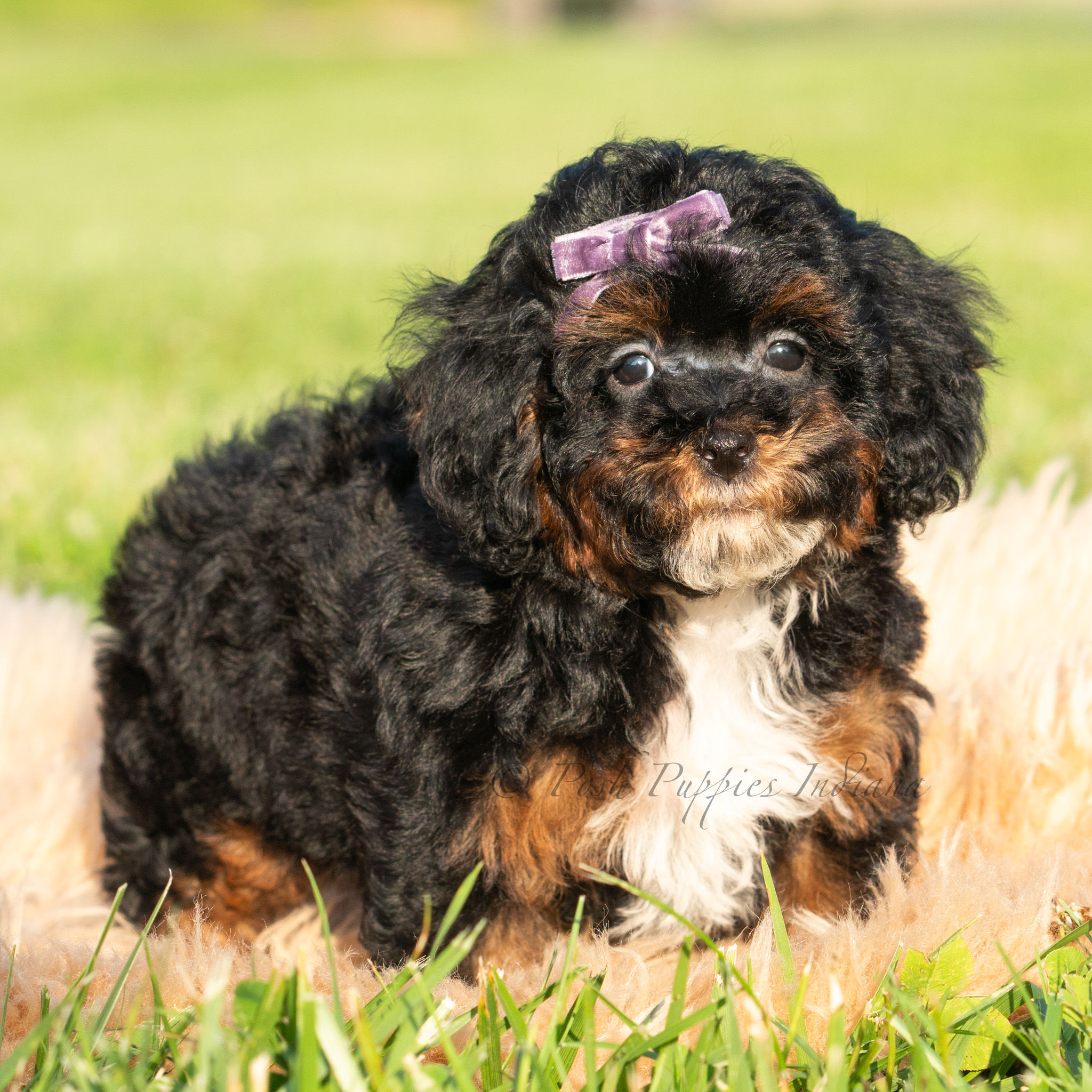 Cece🩷 AKC Toy Poodle - Female