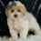 Thumbnail: Orly 🩵 F1 Maltipoo- Boy