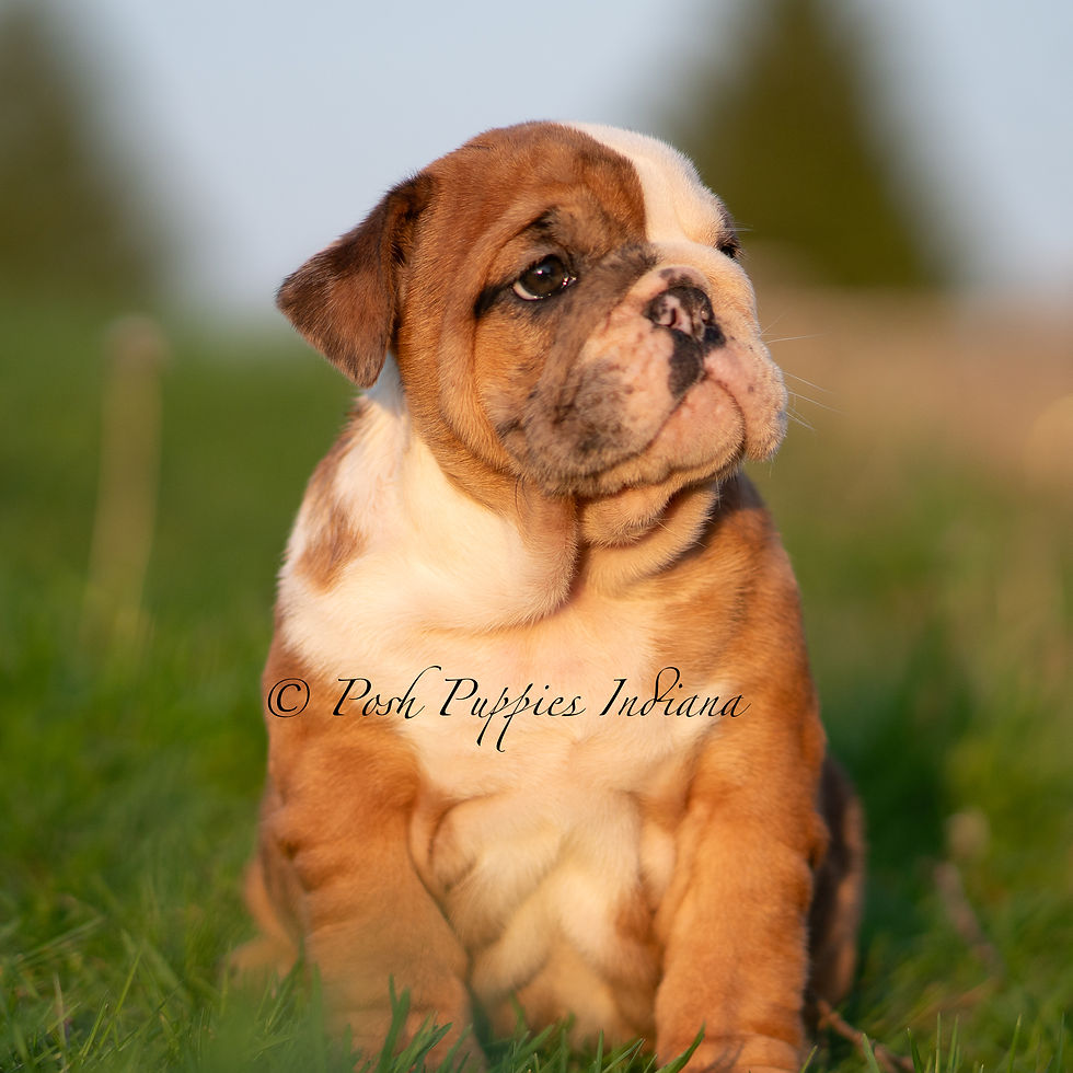 Thumbnail: Roxy 🩷 AKC English Bulldog - Female