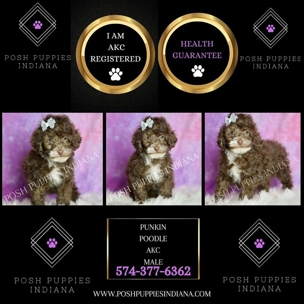 Thumbnail: Punkin 💙 AKC Toy Poodle - MALE