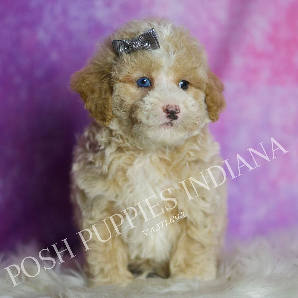 Thumbnail: Orion 💙 AKC Toy Poodle - Boy