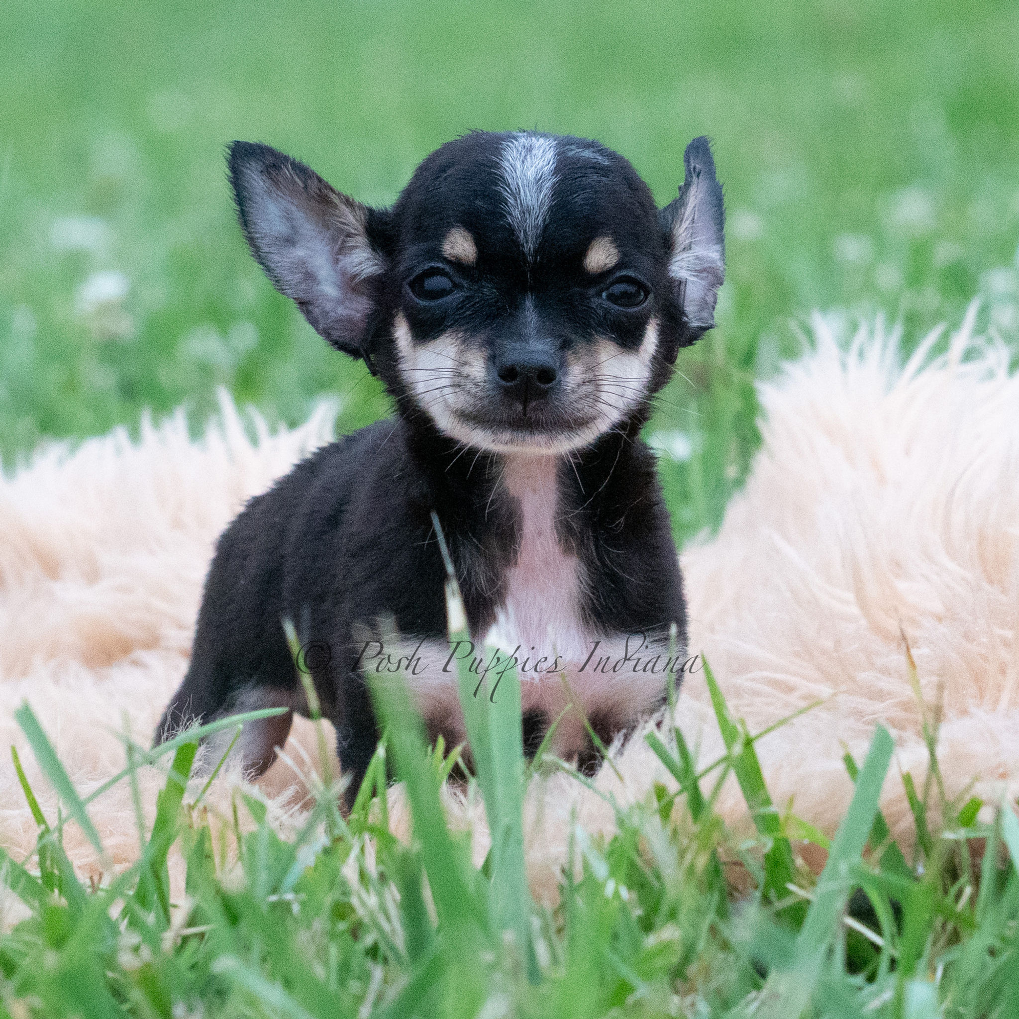 Lopez 💙 Chihuahua - Male