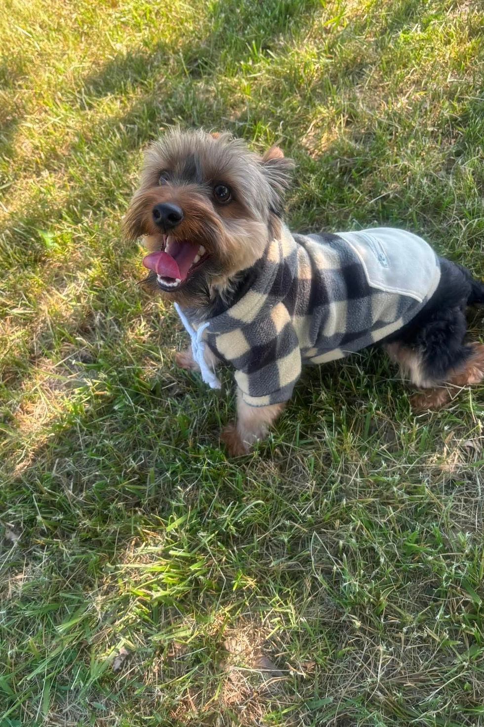 Thumbnail: Woody 💙 Yorkie - Boy