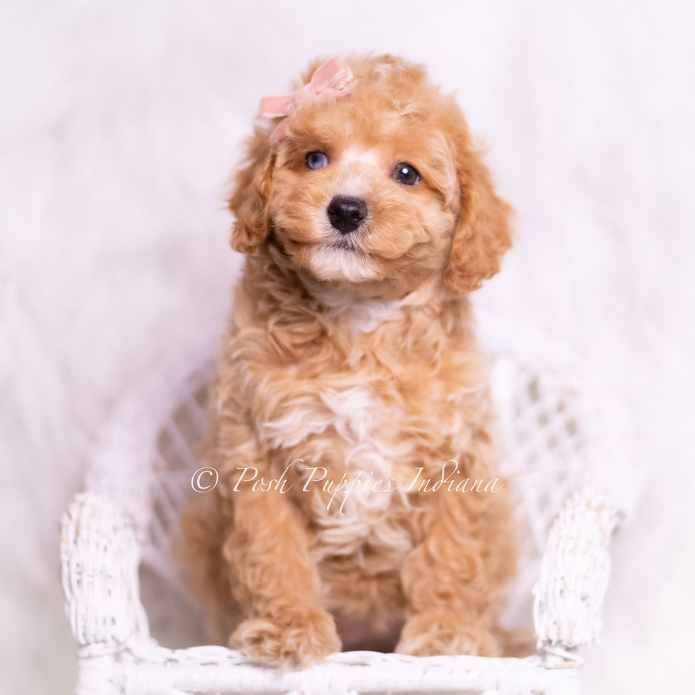 Thumbnail: Vera 💖 UABR Toy Poodle - Girl