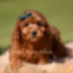 Thumbnail: Harlow 💙 AKC Toy Poodle - Boy