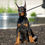 Thumbnail: Reno AKC/UABR 🩵 European Champion Lines Doberman- Boy