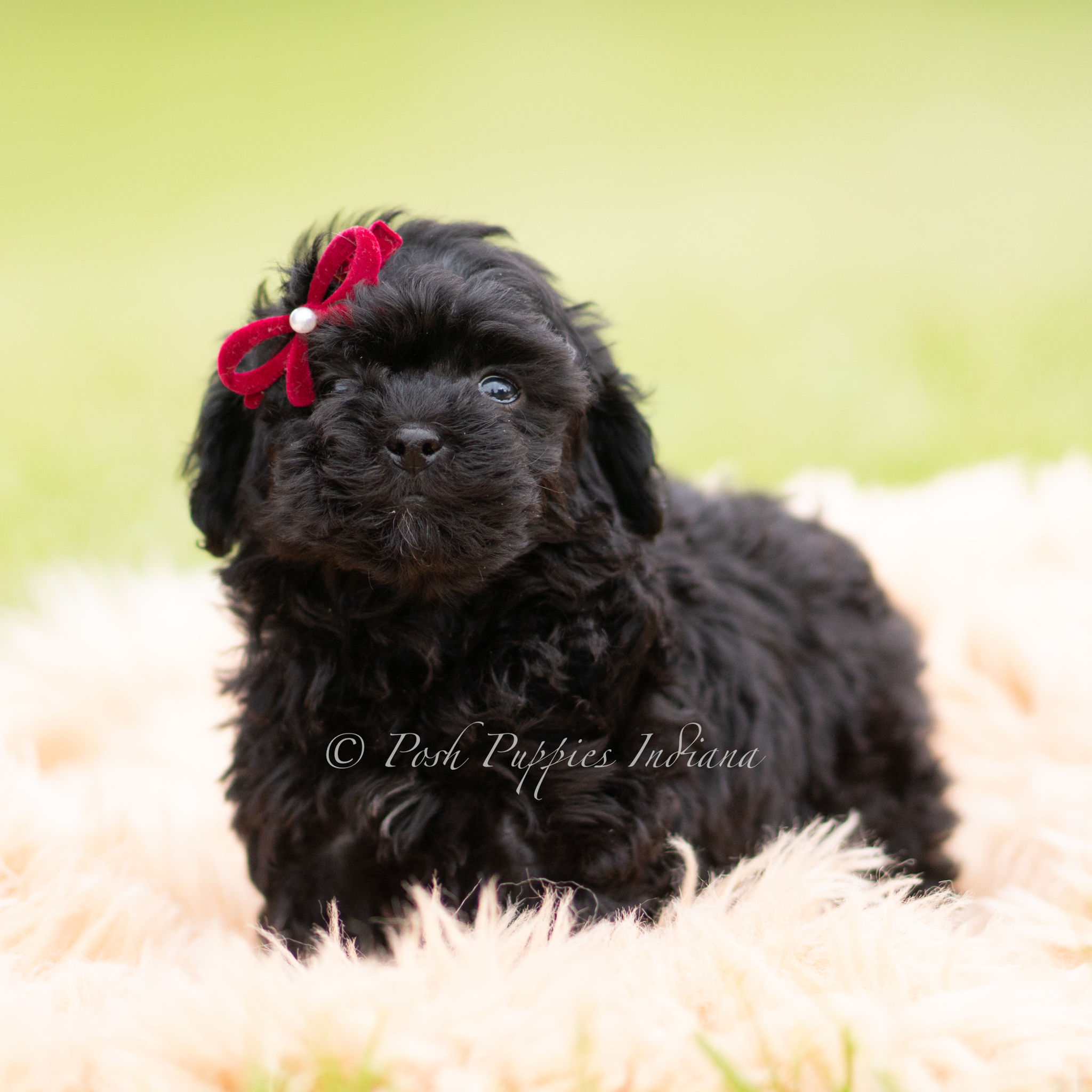 Cinnabun🩷 Multigen Miniature Goldendoodle- Girl