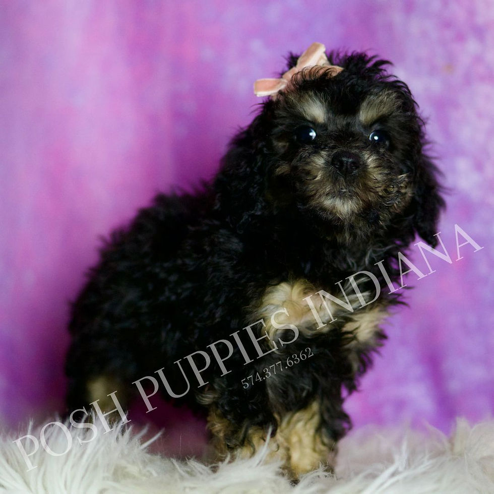 Thumbnail: Diamond 💖 AKC Toy Poodle - Girl