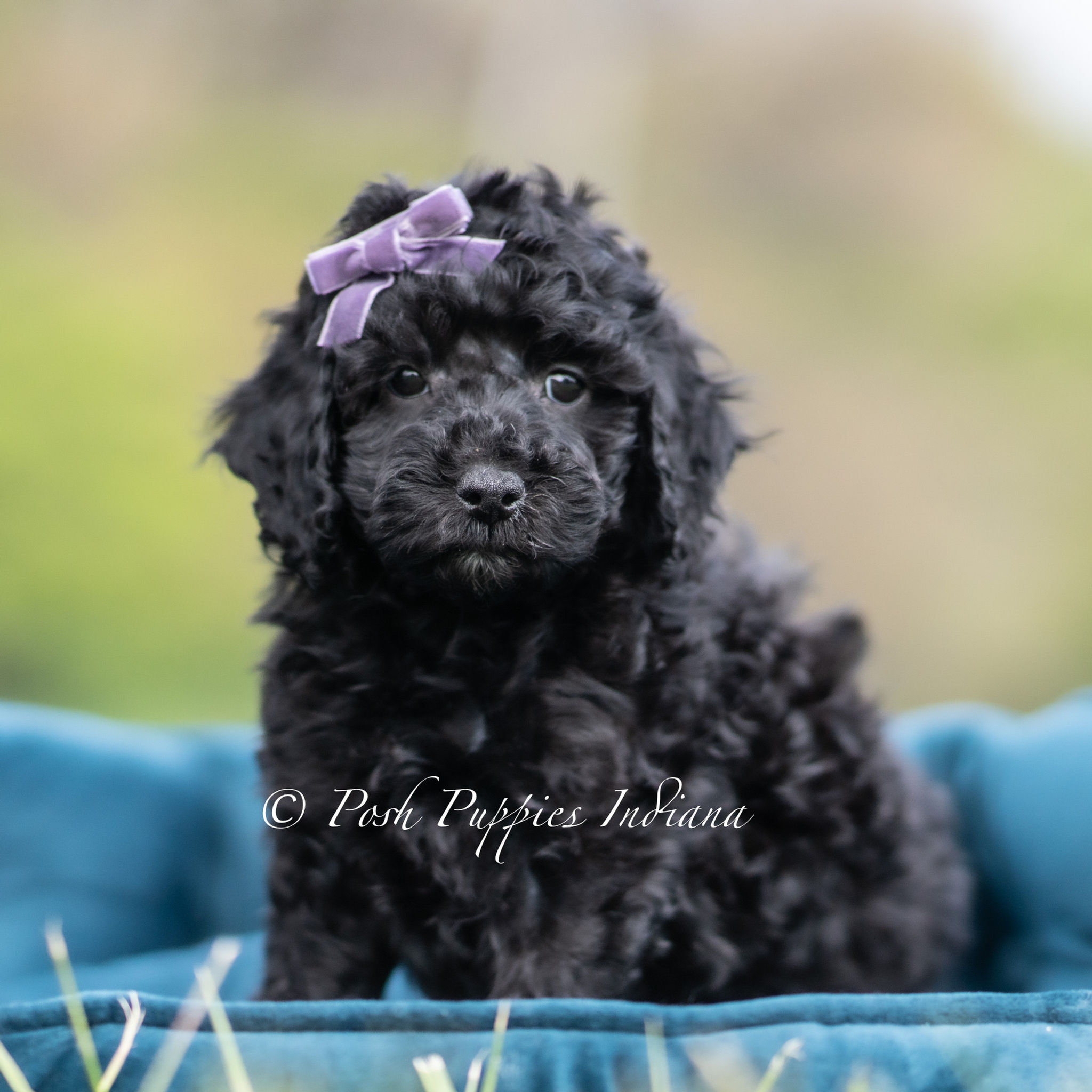 Maisy 🩷  F1 Maltipoo - Girl