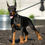 Thumbnail: Reno AKC/UABR 🩵 European Champion Lines Doberman- Boy