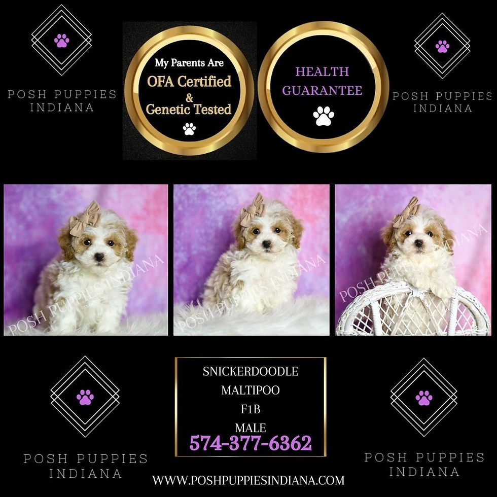 Thumbnail: Snickerdoodle 💙 F1B Maltipoo - Boy