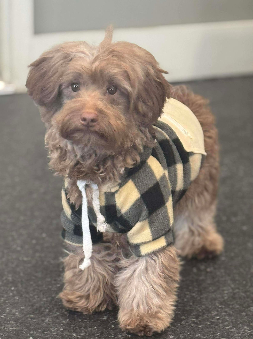 Choco 🩵 F1 Yorkiepoo - Boy