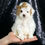 Thumbnail: Teeny Houdini 🩵 F1B Maltipoo -Boy