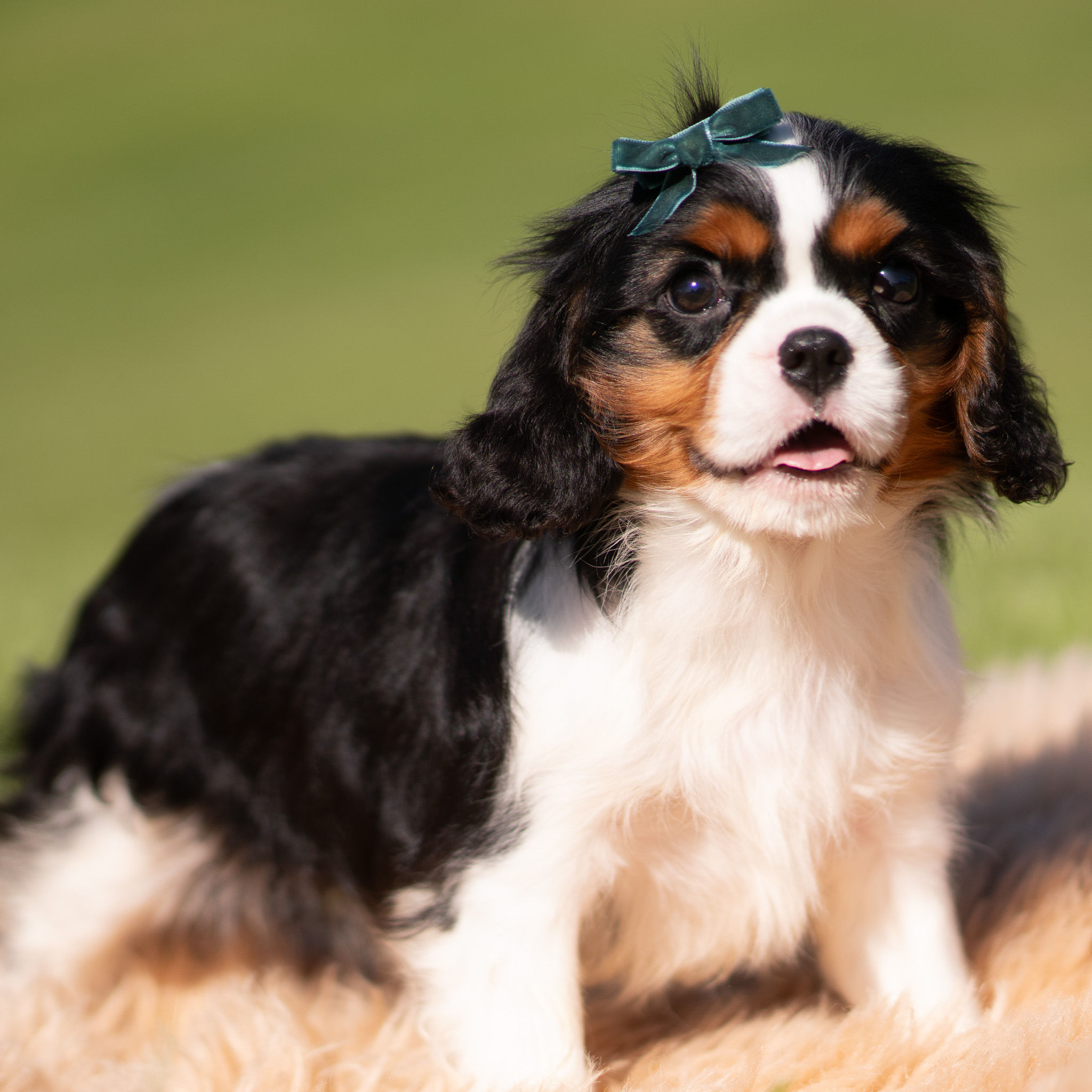 Comet 💙 AKC Cavalier King Charles - Male