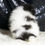Thumbnail: Panda 🩵 AKC Pomeranian - Boy