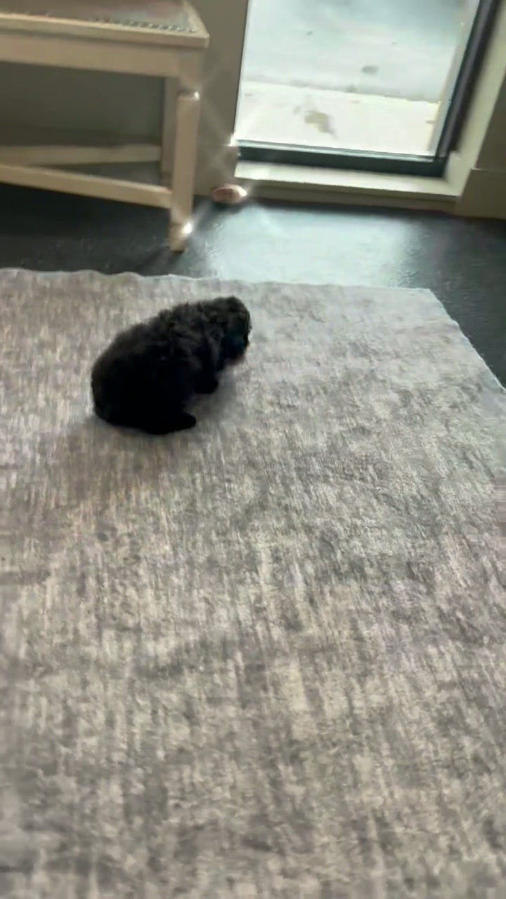 Thumbnail: Frosty 💙 AKC Toy Poodle - Boy