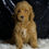 Thumbnail: Charger 🩵 F1B Mini Goldendoodle - Boy