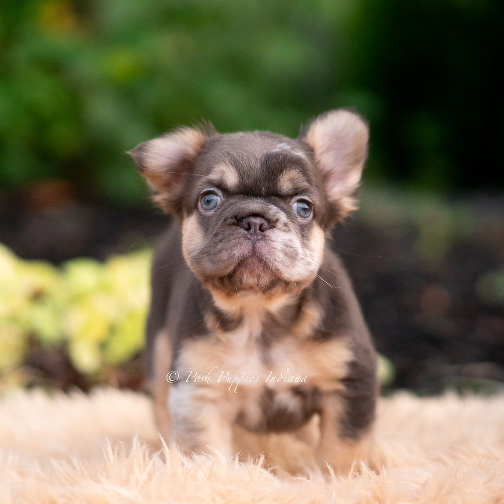 Thumbnail: Baby Yoda 💙 AKC Longhair French Bulldog - Male