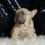 Thumbnail: Hazelnut 💖 French Bulldog - AKC Female