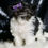 Thumbnail: Sienna 💖 F1 Maltipoo- Girl