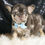 Thumbnail: Dexter 🩵 French Bulldog - AKC Male