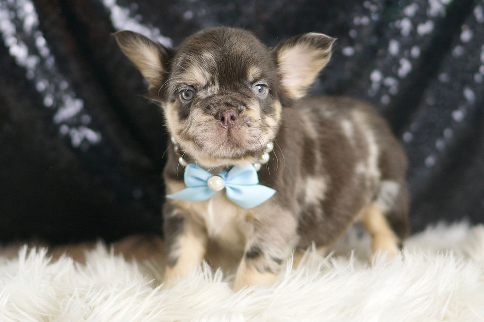 Dexter 🩵 French Bulldog - AKC Male