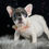 Thumbnail: Vivian 💖 French Bulldog - AKC Female