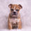 Thumbnail: Bruiser 💙 AKC English Bulldog - Male