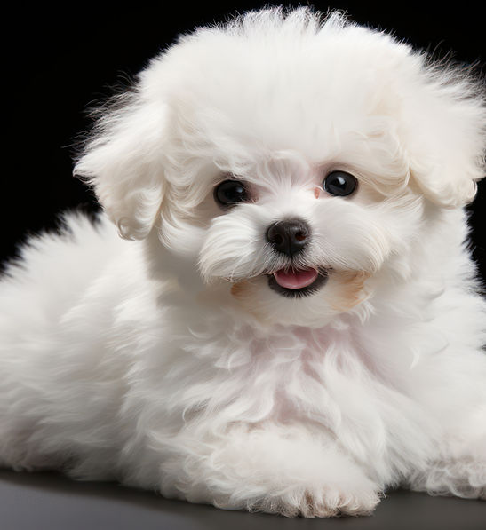 maltese puppy for sale