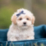 Thumbnail: Dottie 🩷  F1 Maltipoo - Female