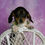 Thumbnail: Dottie 💖 ACA Miniature (Tweenie) Dachshund - Girl