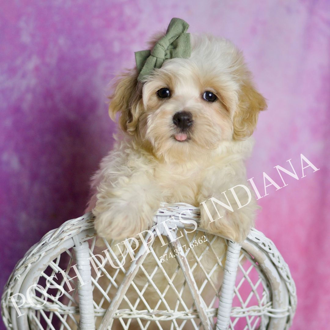 Tyson 💙 F1 Maltipoo - Boy