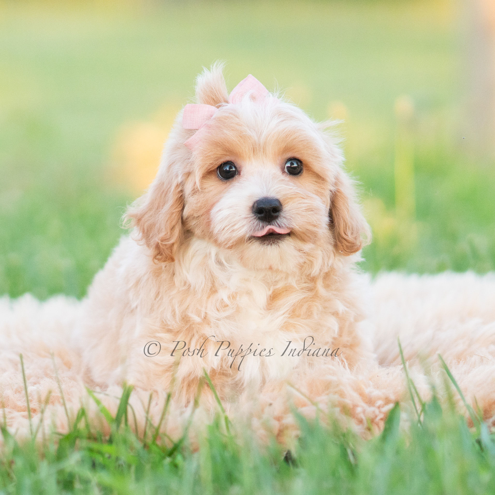 Twila 🩷 Maltipoo - Girl
