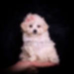 Thumbnail: Teeny Mimi 💖 F1 Maltipoo - Female