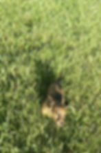Thumbnail: Yuki 🩷 AKC Longhair Miniature Dachshund -Female