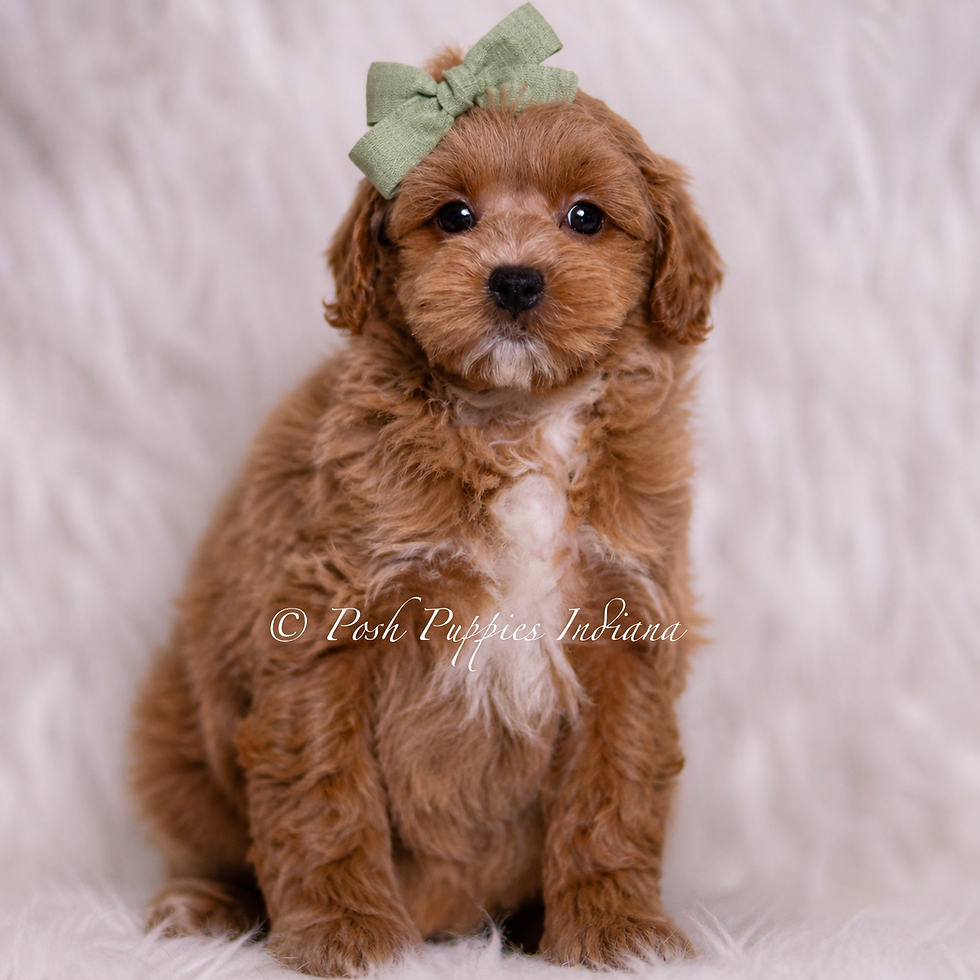 Thumbnail: Jude 💙 F1B Maltipoo - Boy
