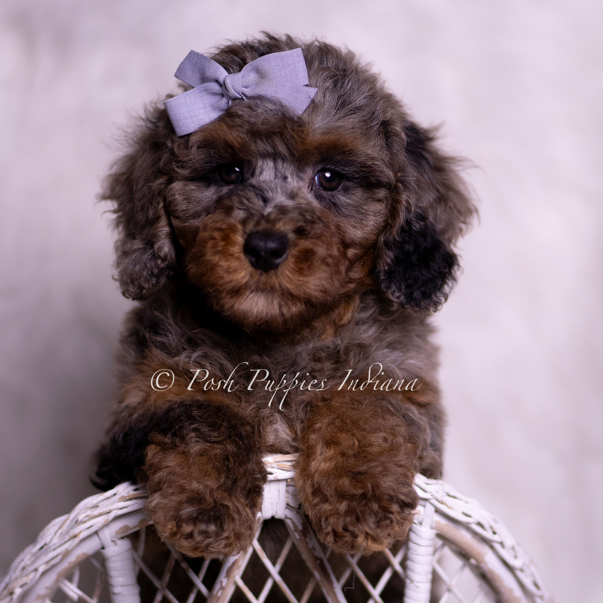 Adrian 💙 AKC Toy Poodle - male