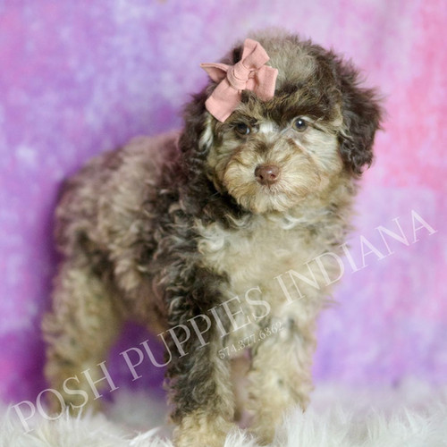定価9.79万円　ボーダーズアットバルコニー POODLE COAT 38 Dahlia 💖 AKC Toy Poodle - Girl | Posh Puppies Indiana
