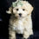 Thumbnail: Skittles 🩵 F1 Maltipoo -Boy