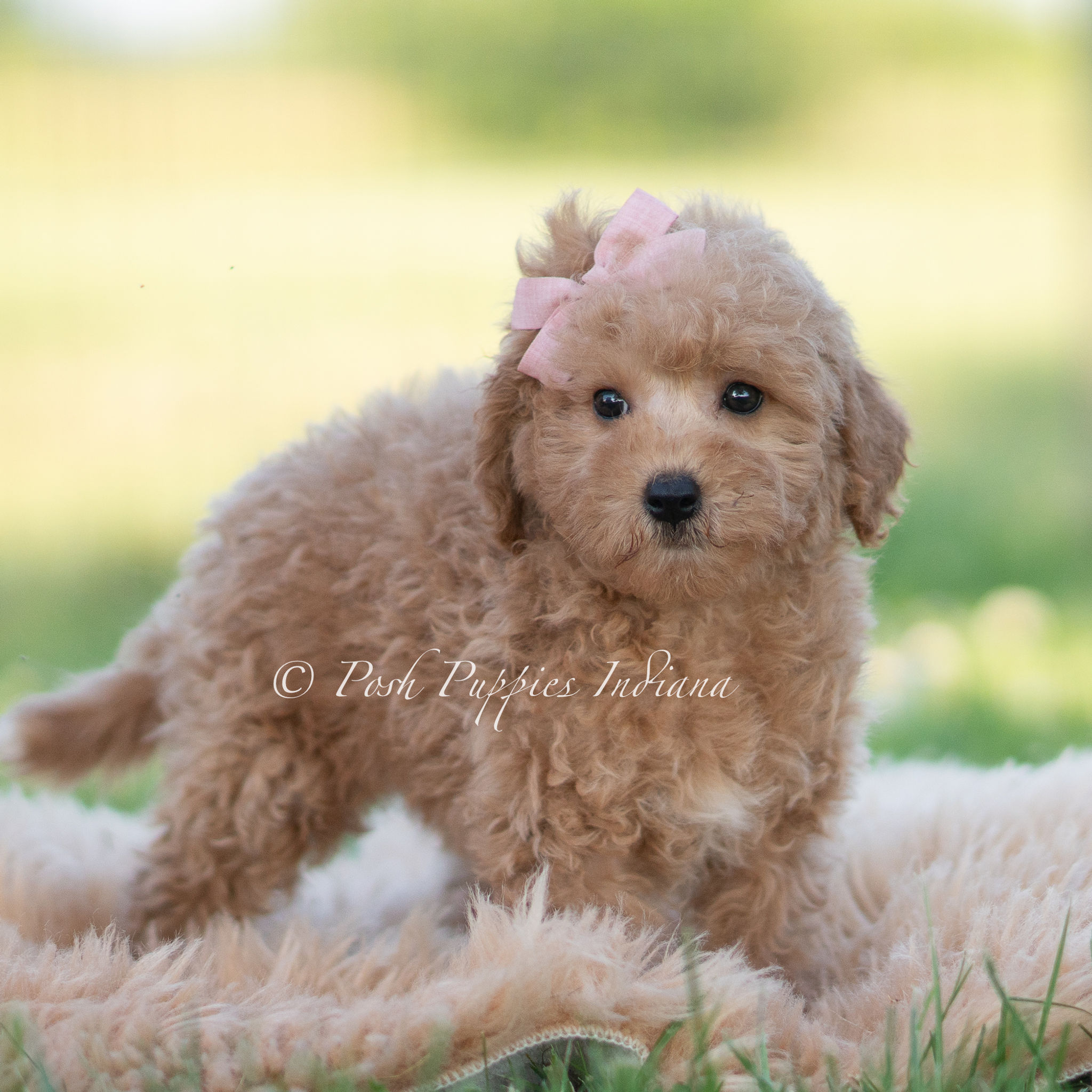Nova 🩷 Multigen Miniature Goldendoodle- Girl