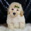 Thumbnail: Buggy 🩵 F1BB Mini Goldendoodle - Boy