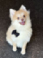 Thumbnail: Snuggles 💙 AKC Pomeranian - Boy