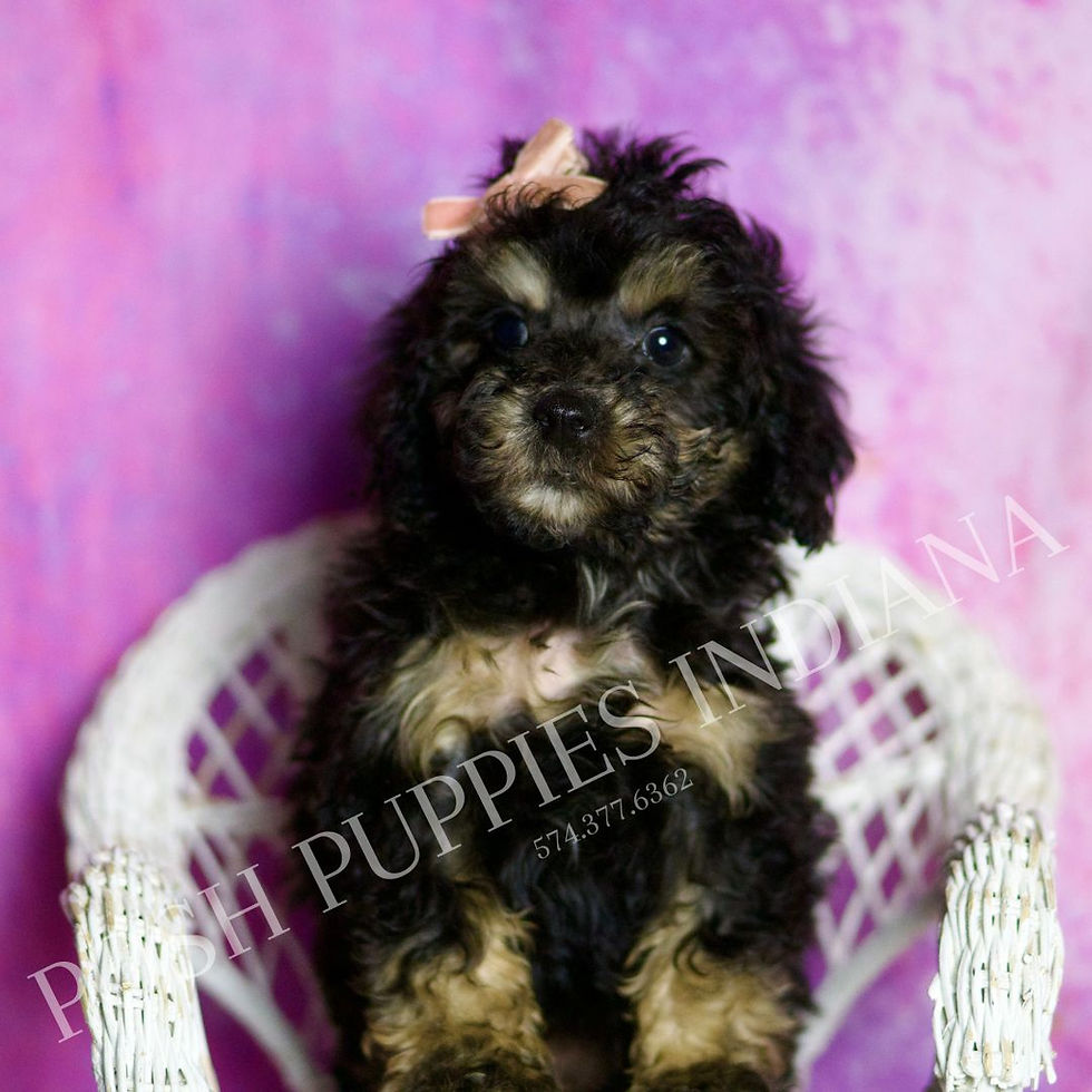 Thumbnail: Diamond 💖 AKC Toy Poodle - Girl