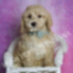 Thumbnail: Biscuit 🩵 F1 Maltipoo - Male